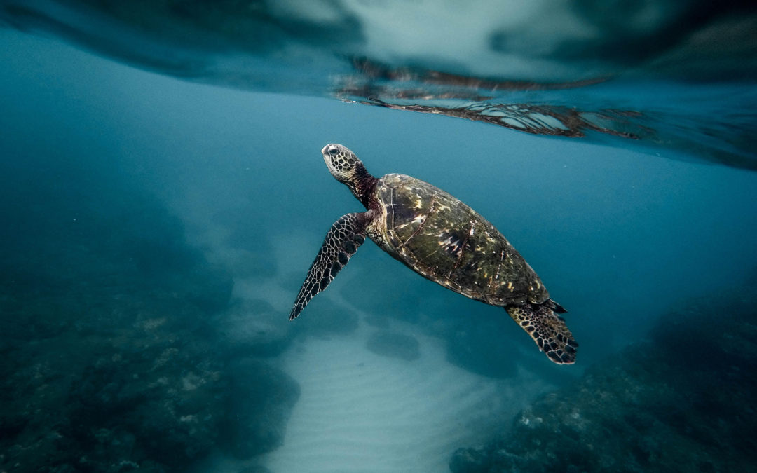 Une crème écologique et engagée