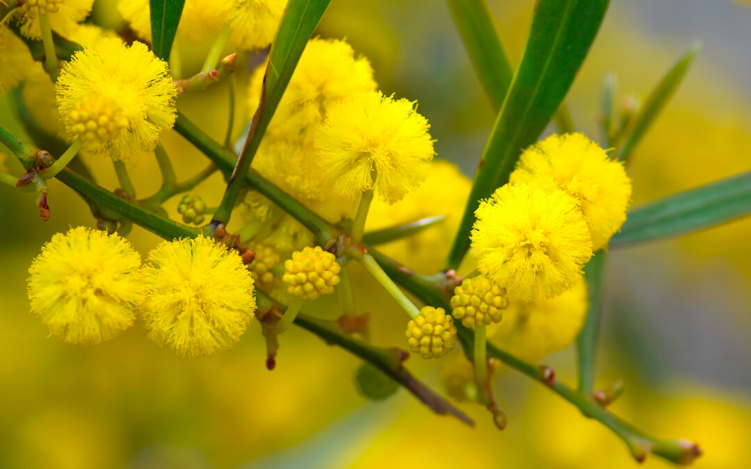 Parfums mimosa, soleil d’hiver