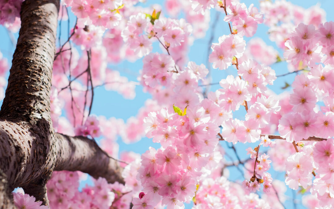 Ces bougies fleurent bon le printemps