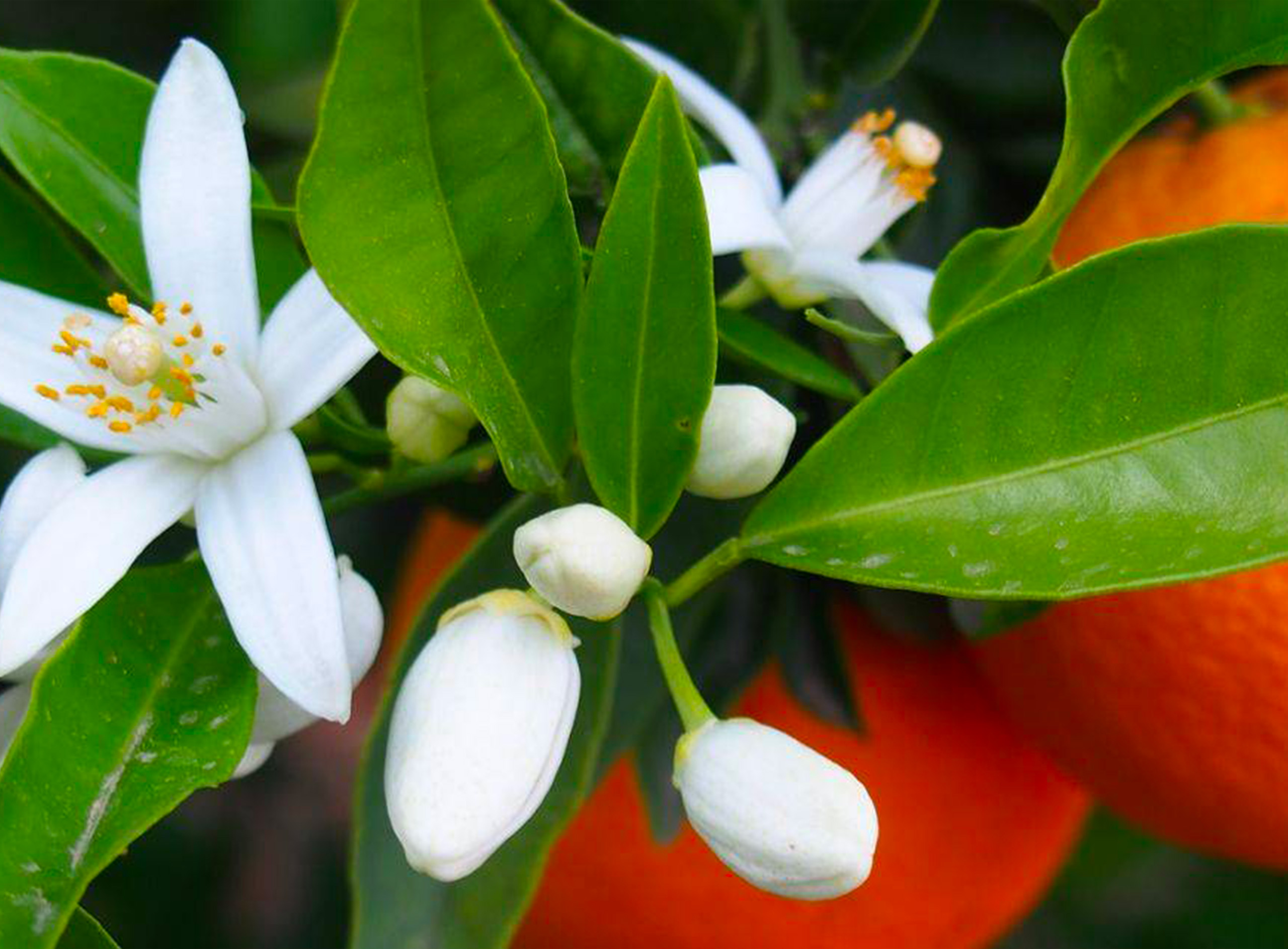 Le bigaradier, un arbre extraordinaire !