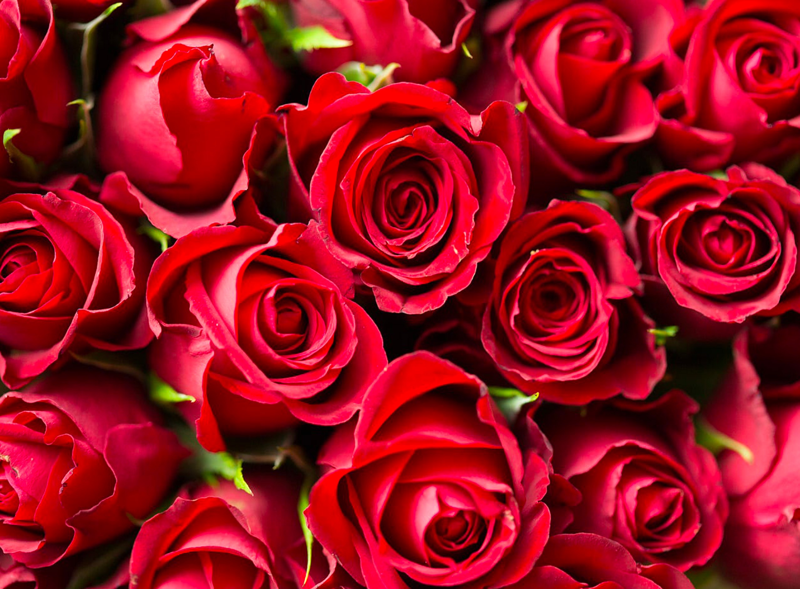 Saint-Valentin, faites passer le message
